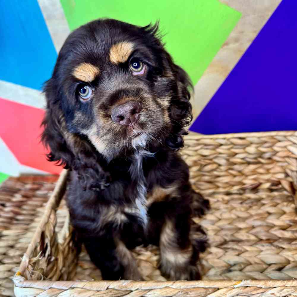 pet breed image