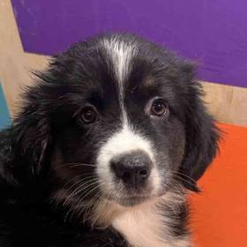 Mini Aussie