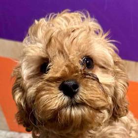 Cavapoo