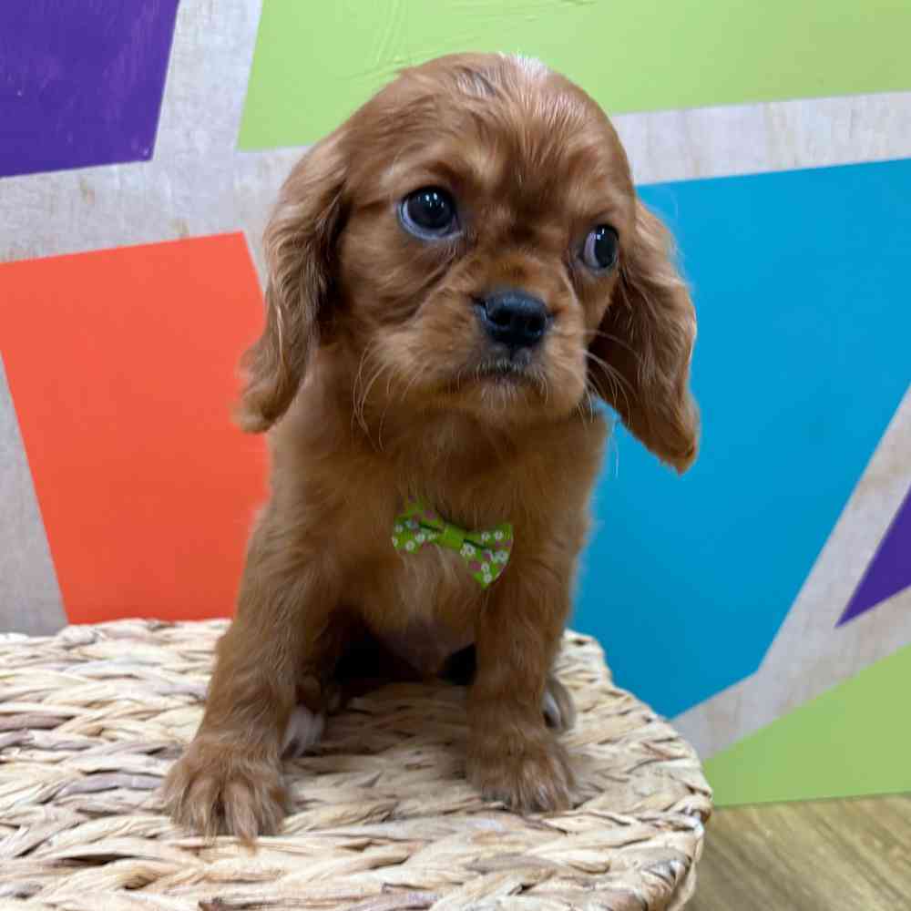 carousel pet images