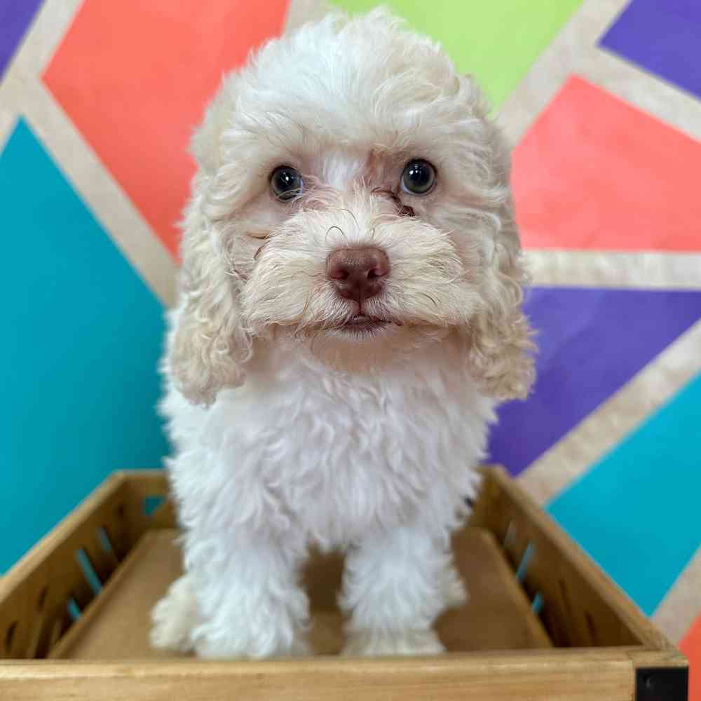 carousel pet images