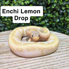 Ball Python