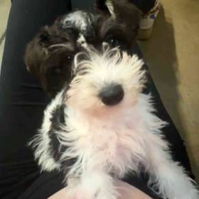Mini Schnauzer