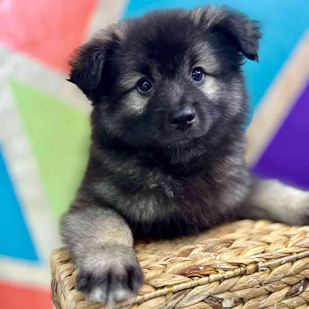 carousel pet images