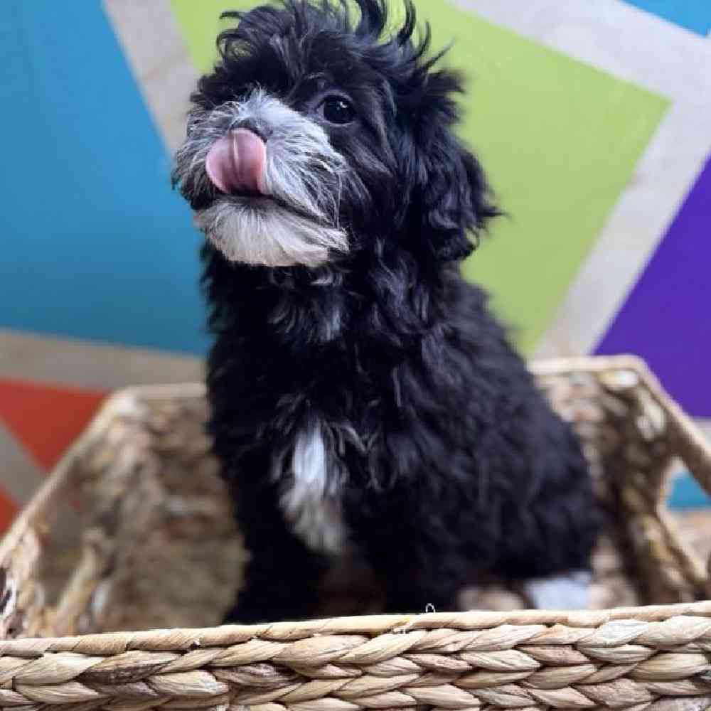 carousel pet images