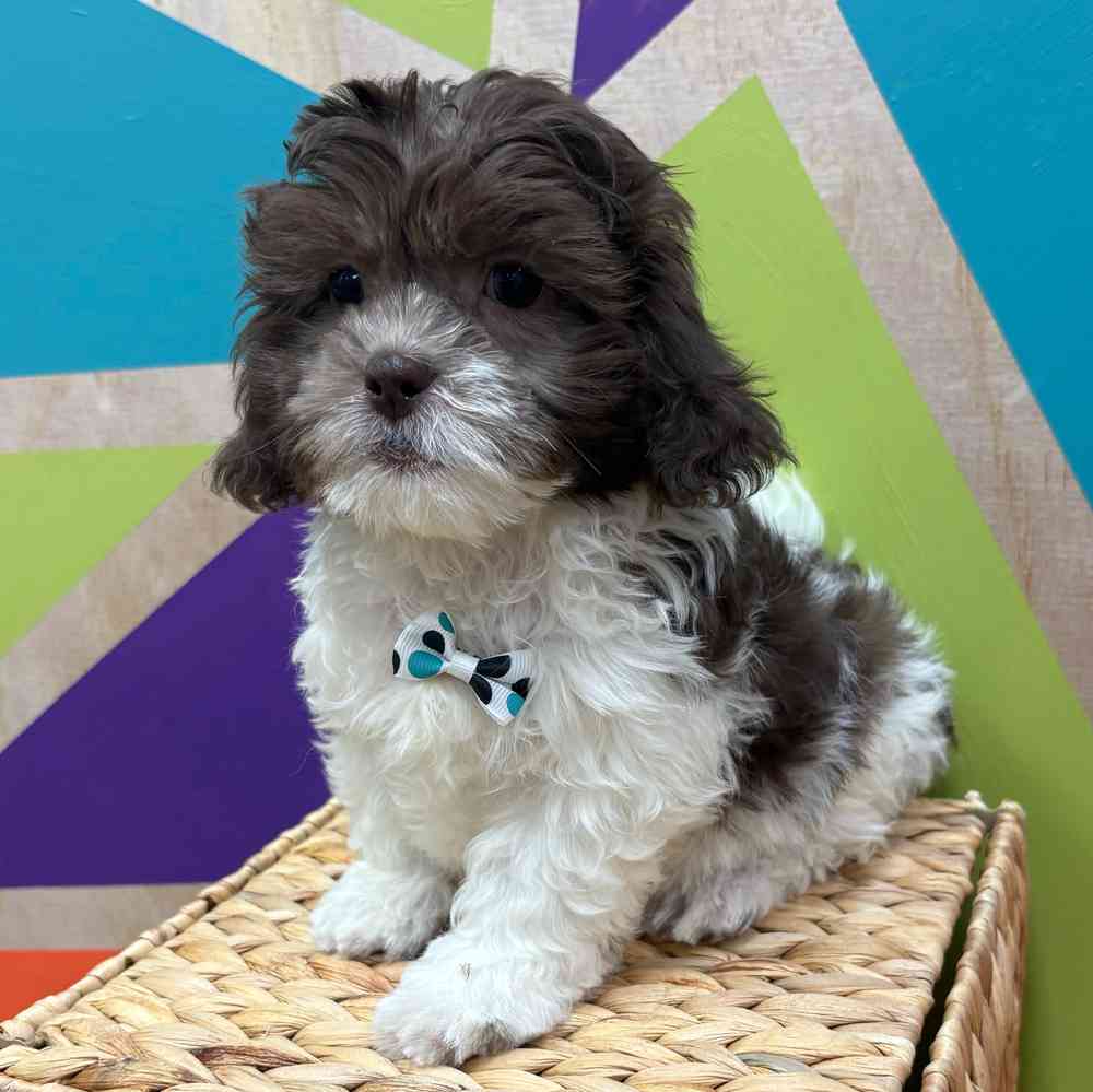 carousel pet images