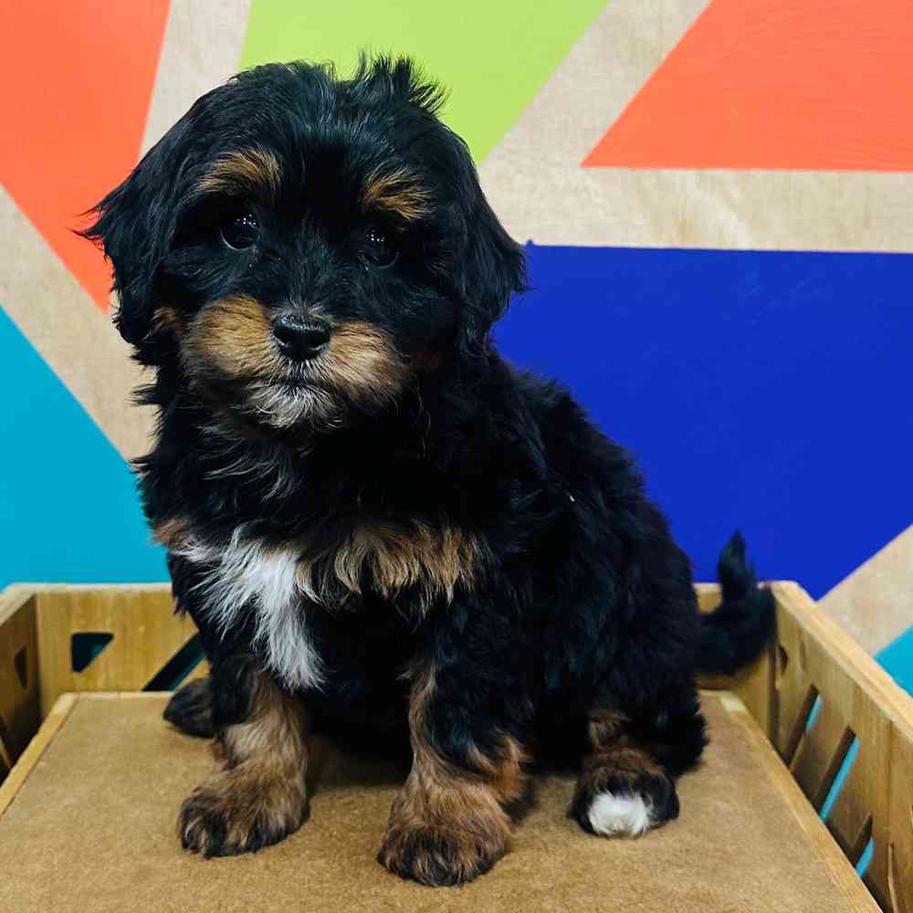 Image of a pet breed in the gallery