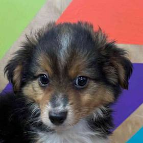 Mini Aussie