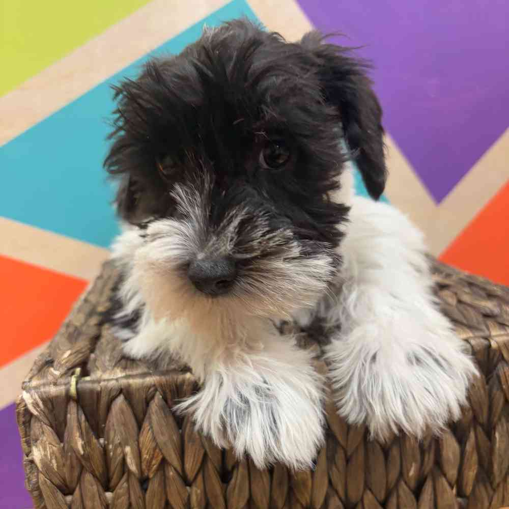 carousel pet images