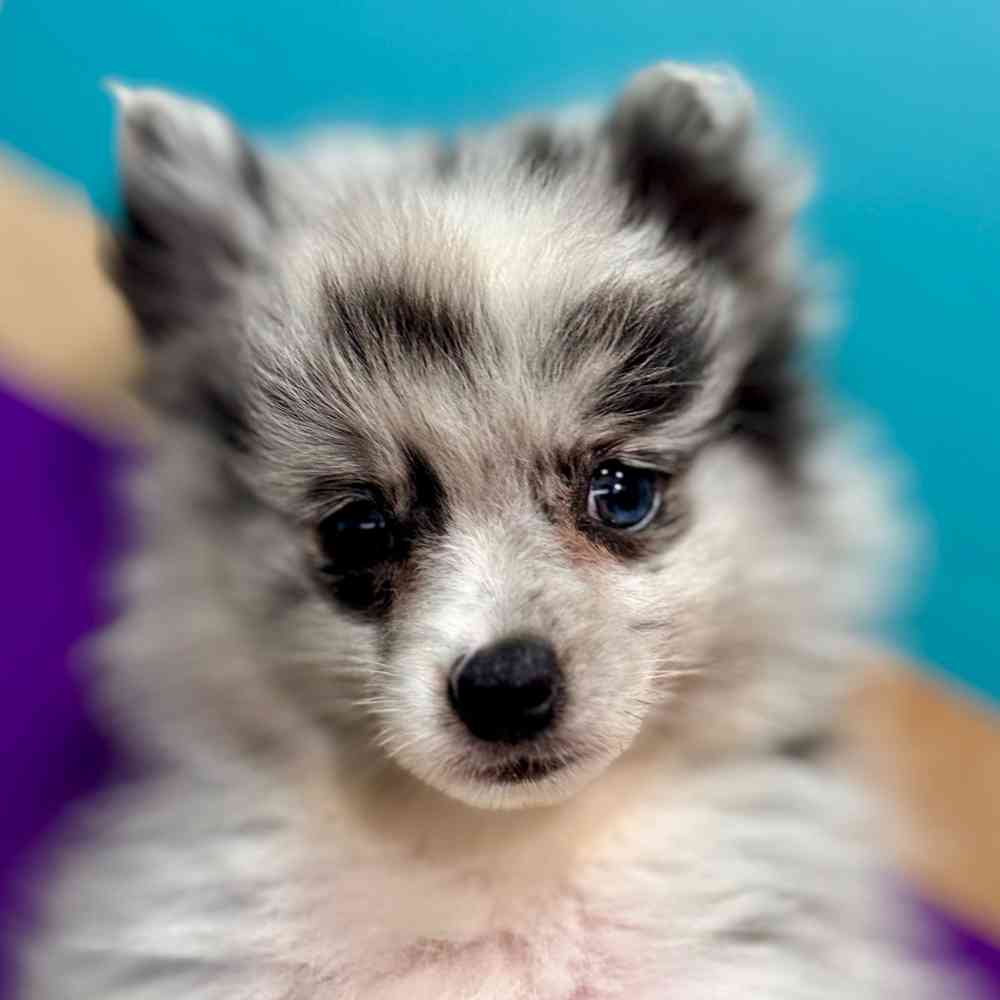 carousel pet images