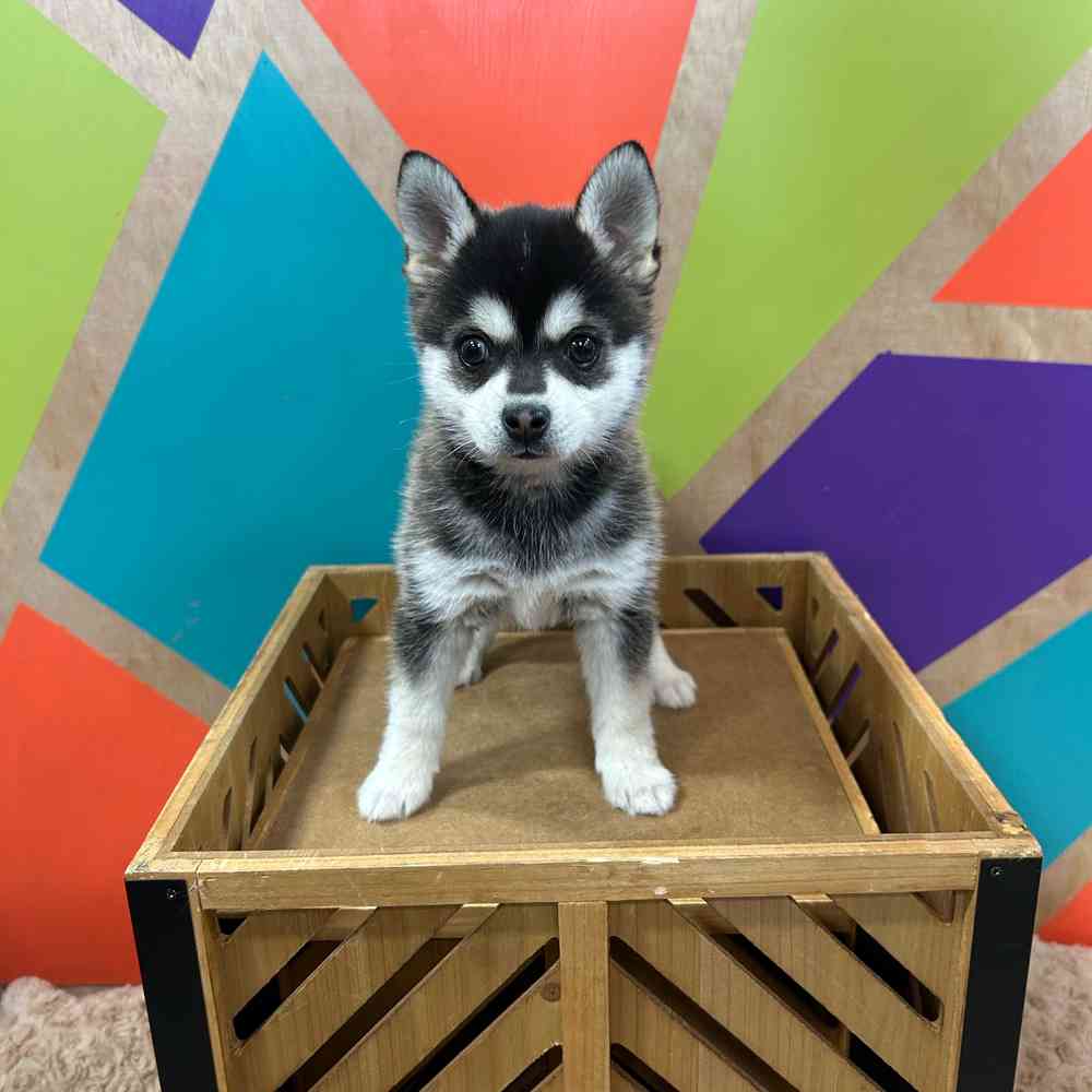 carousel pet images
