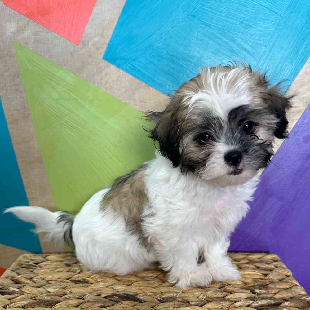 carousel pet images