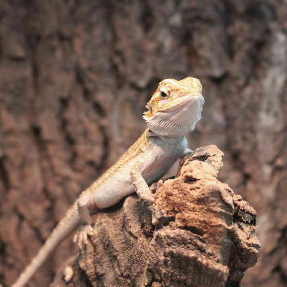 Unknown Juvenile Bearded Dragon Reptile for sale