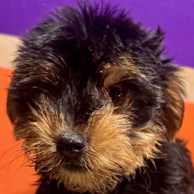 Yorkie