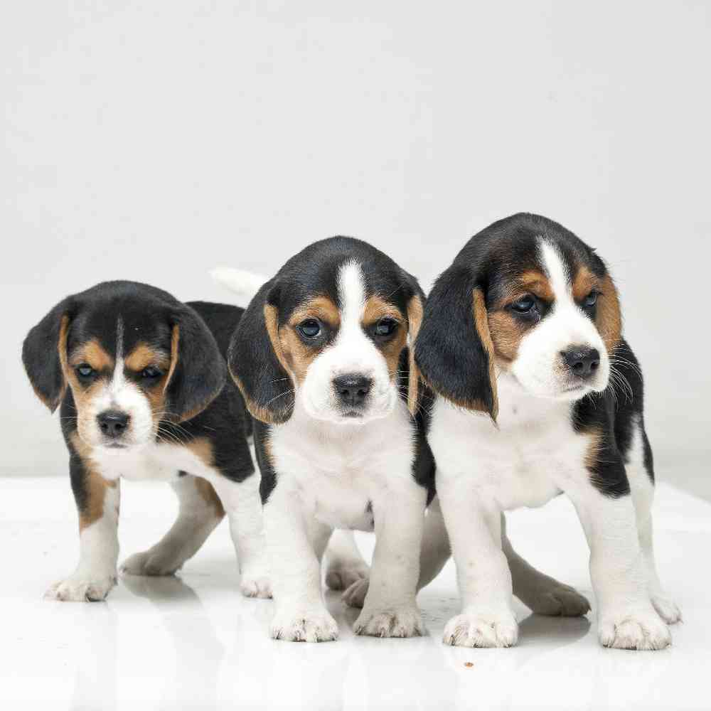 Beagle puppies for sale in my area outlet