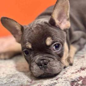 French Bulldog
