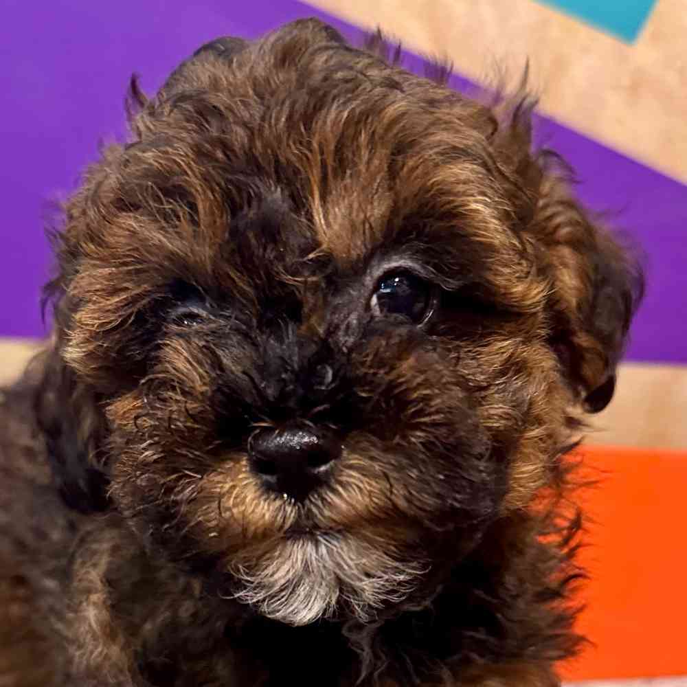 carousel pet images