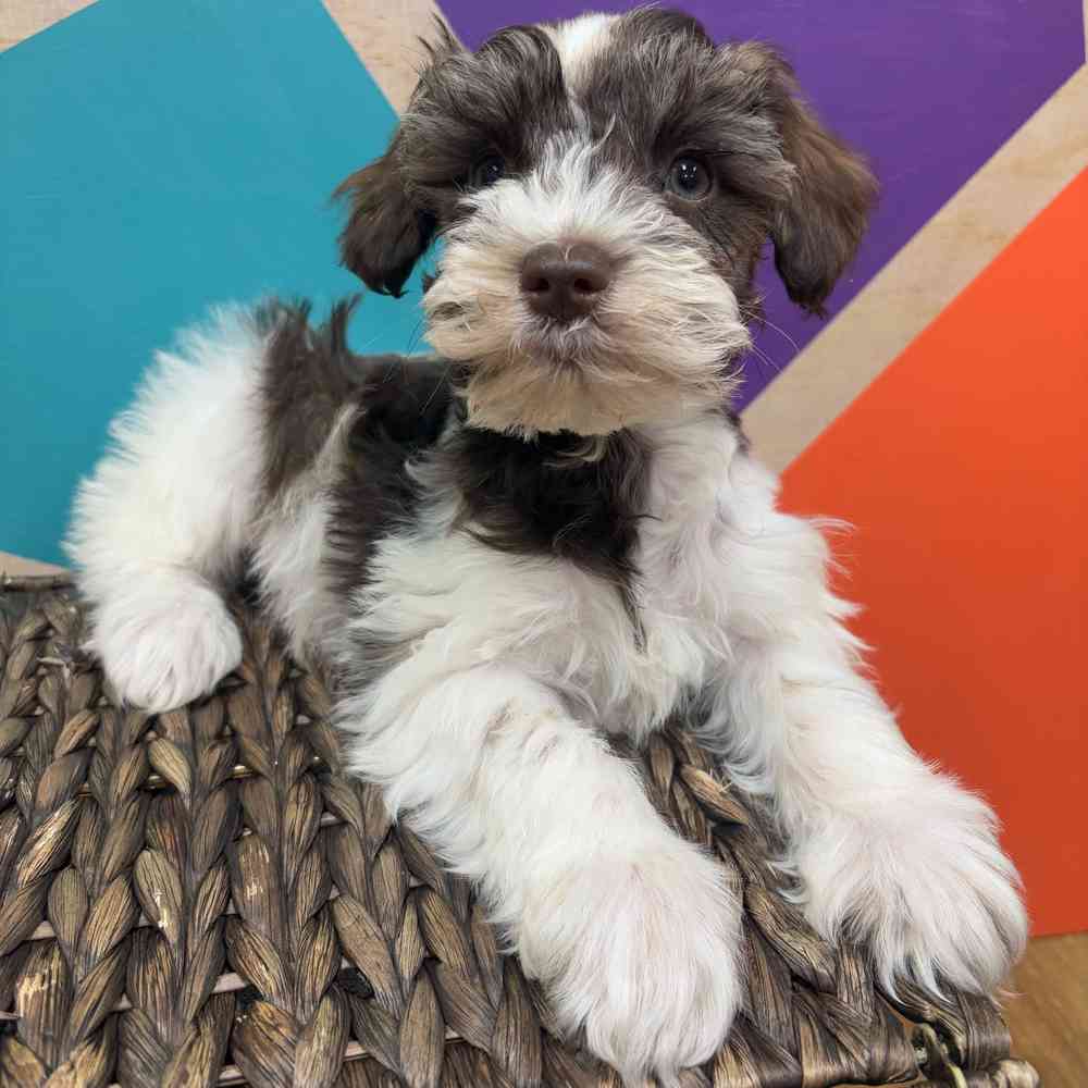 carousel pet images