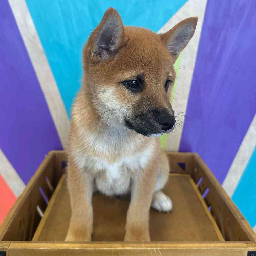 carousel pet images