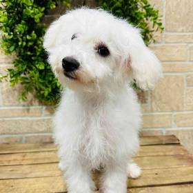 Bichon
