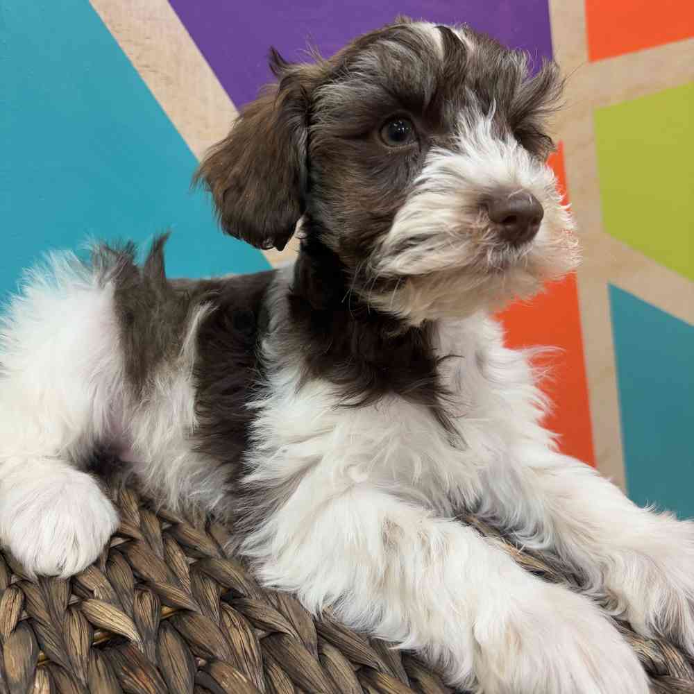 carousel pet images
