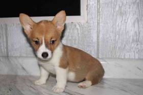 Pembroke Welsh Corgi
