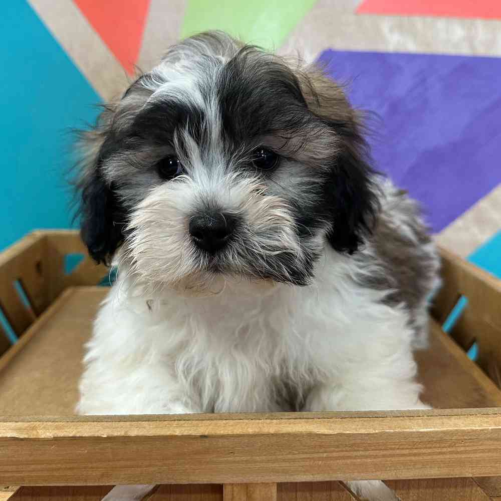 carousel pet images