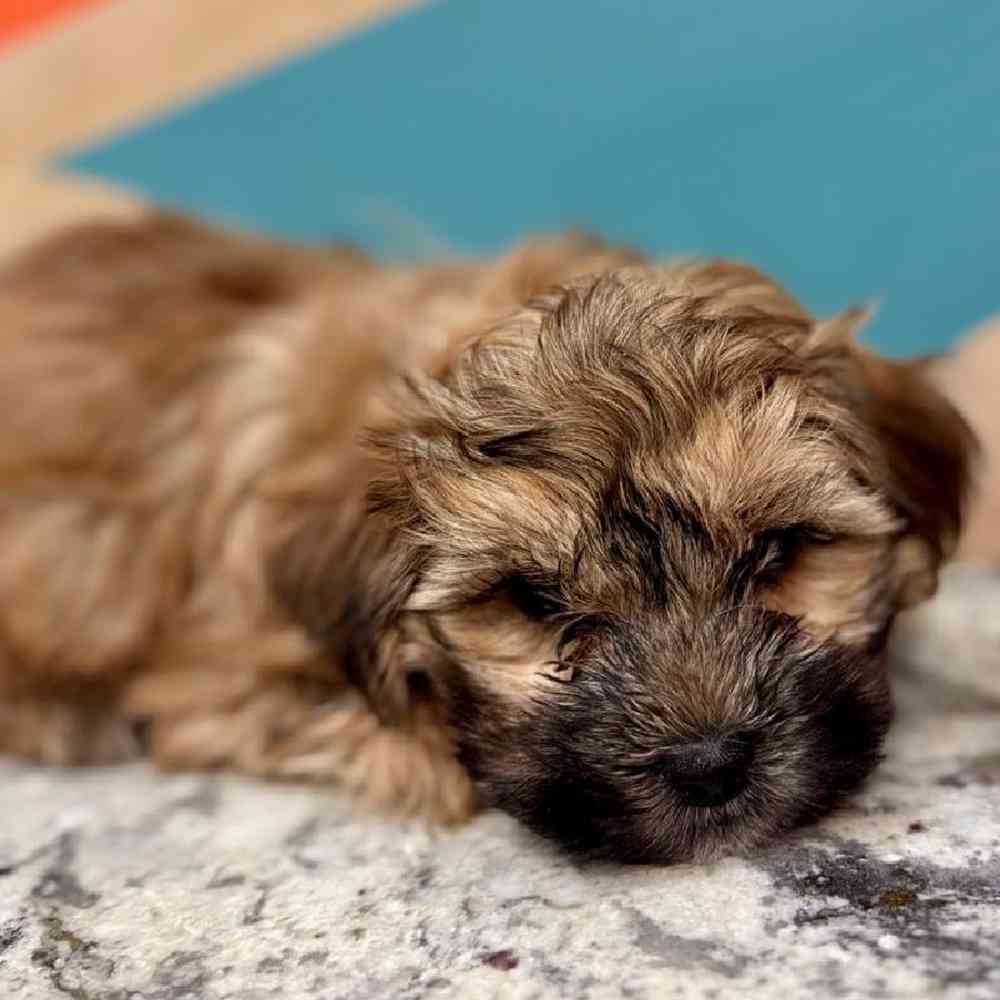 carousel pet images