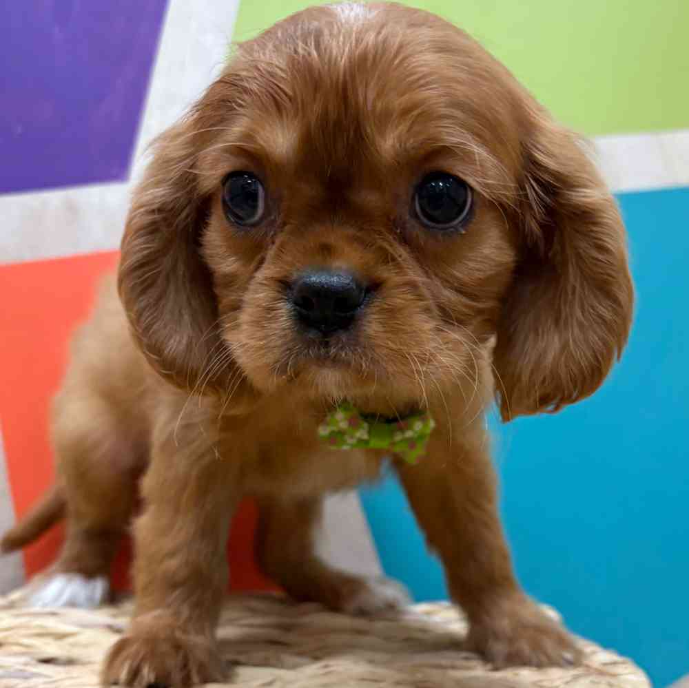 carousel pet images