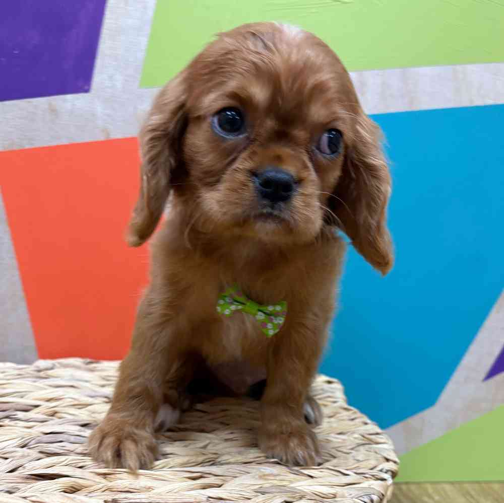 carousel pet images