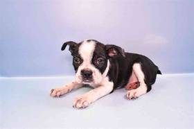 Boston Terrier