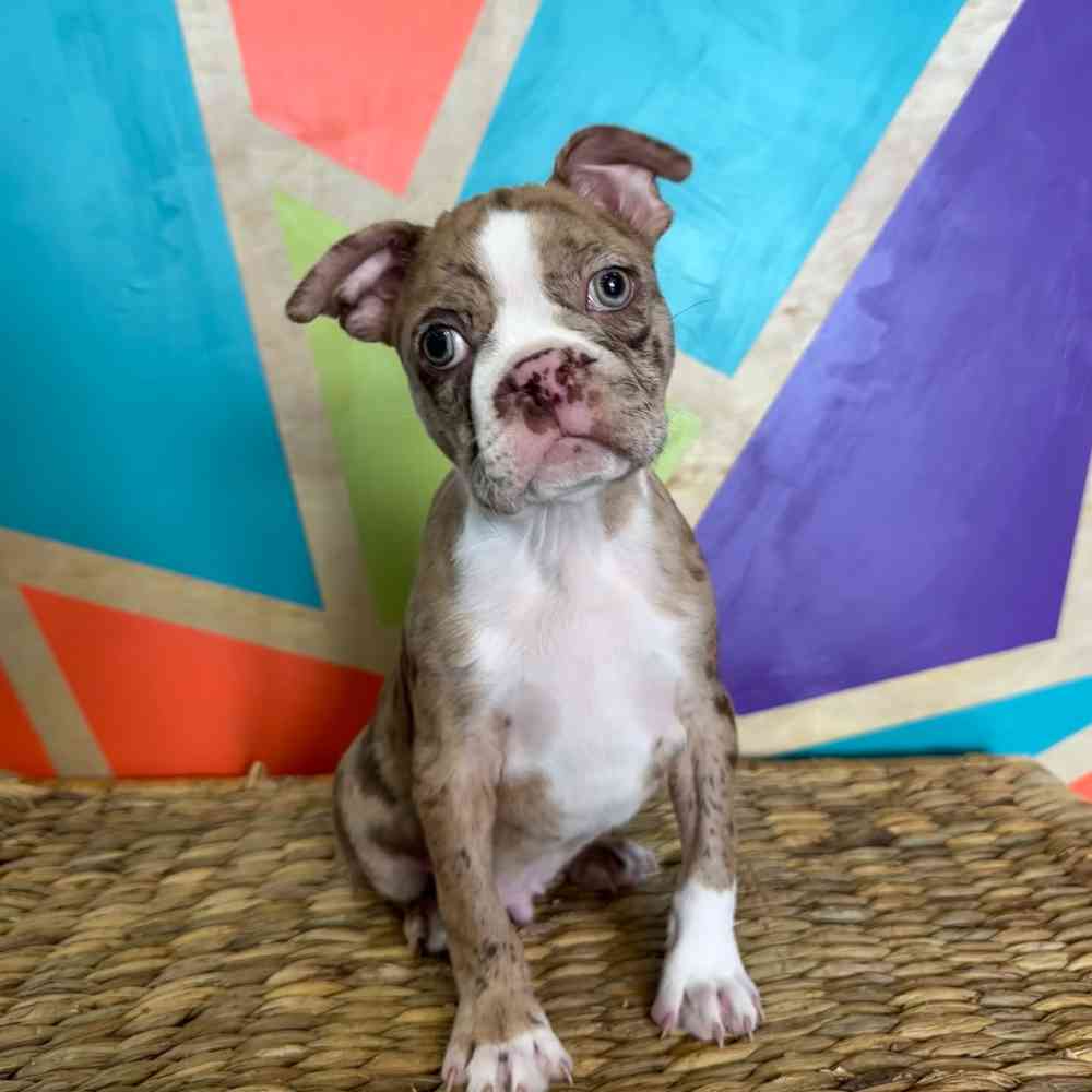 Image of a pet breed in the gallery