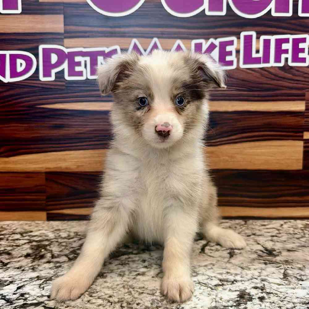 carousel pet images