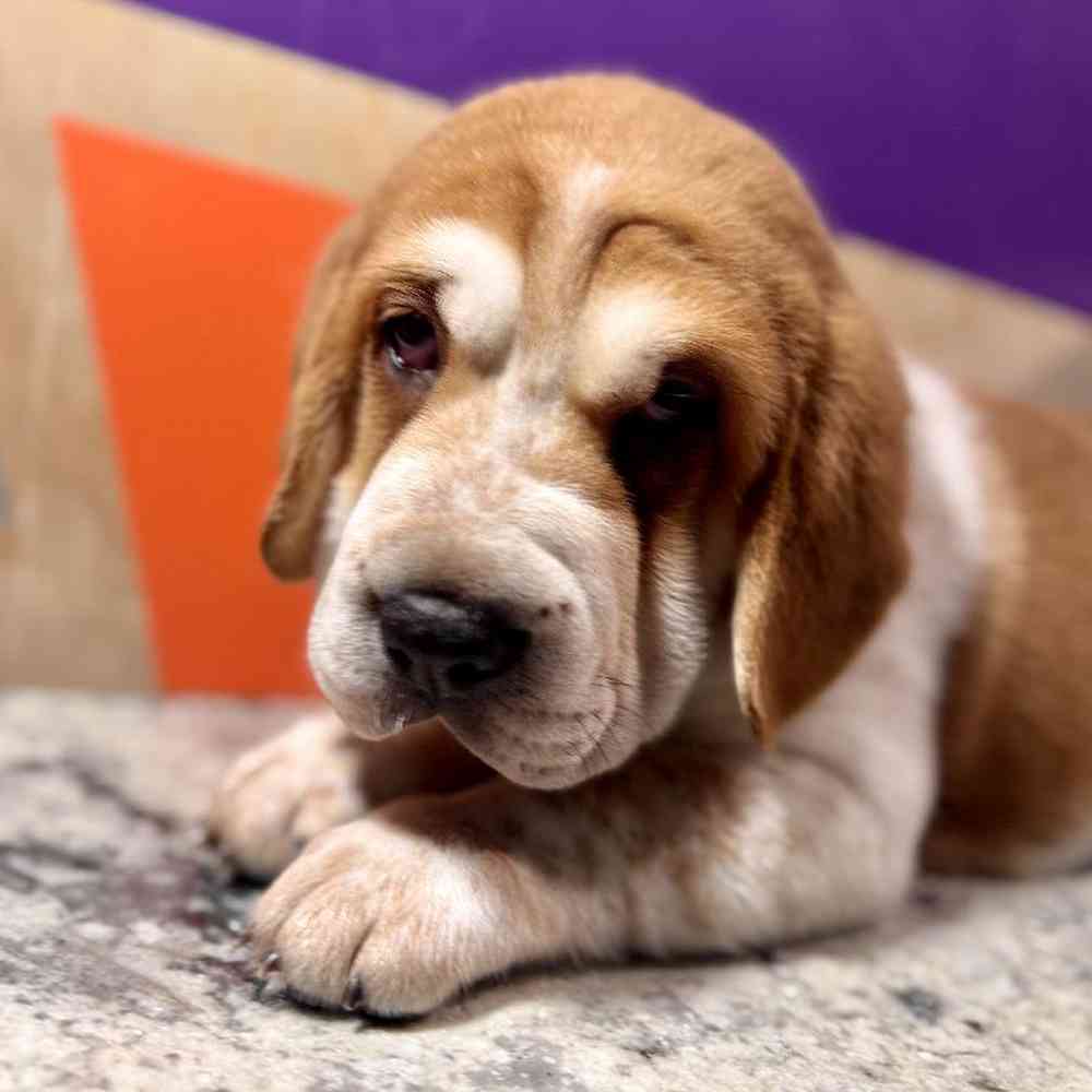 Image of a pet breed in the gallery