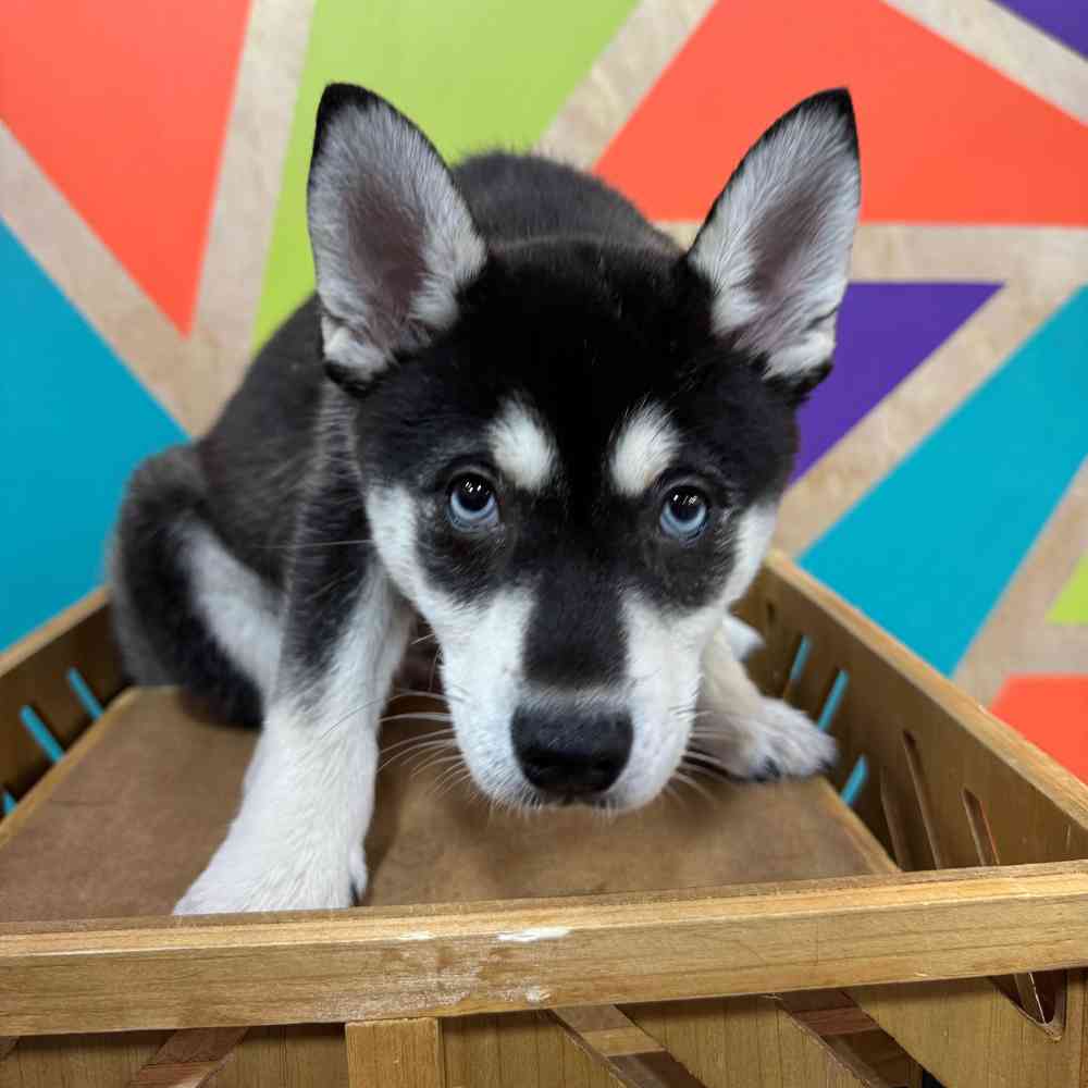 carousel pet images