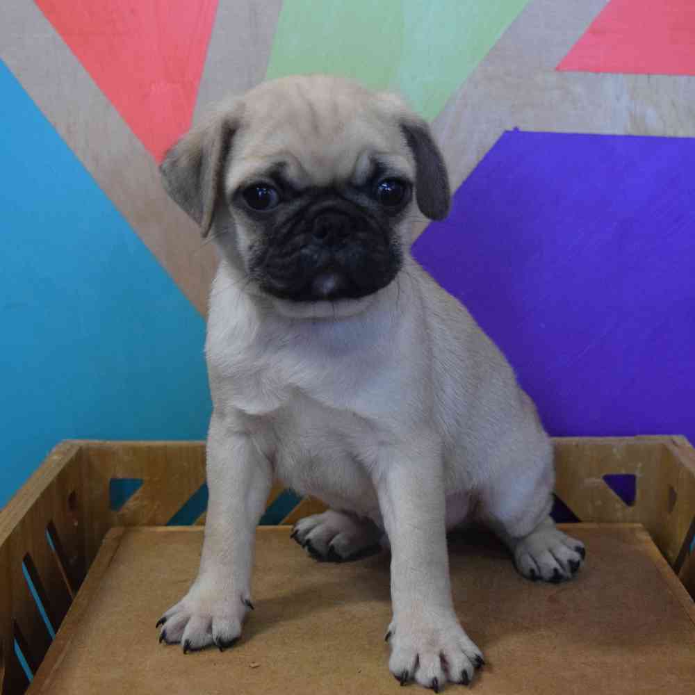 carousel pet images