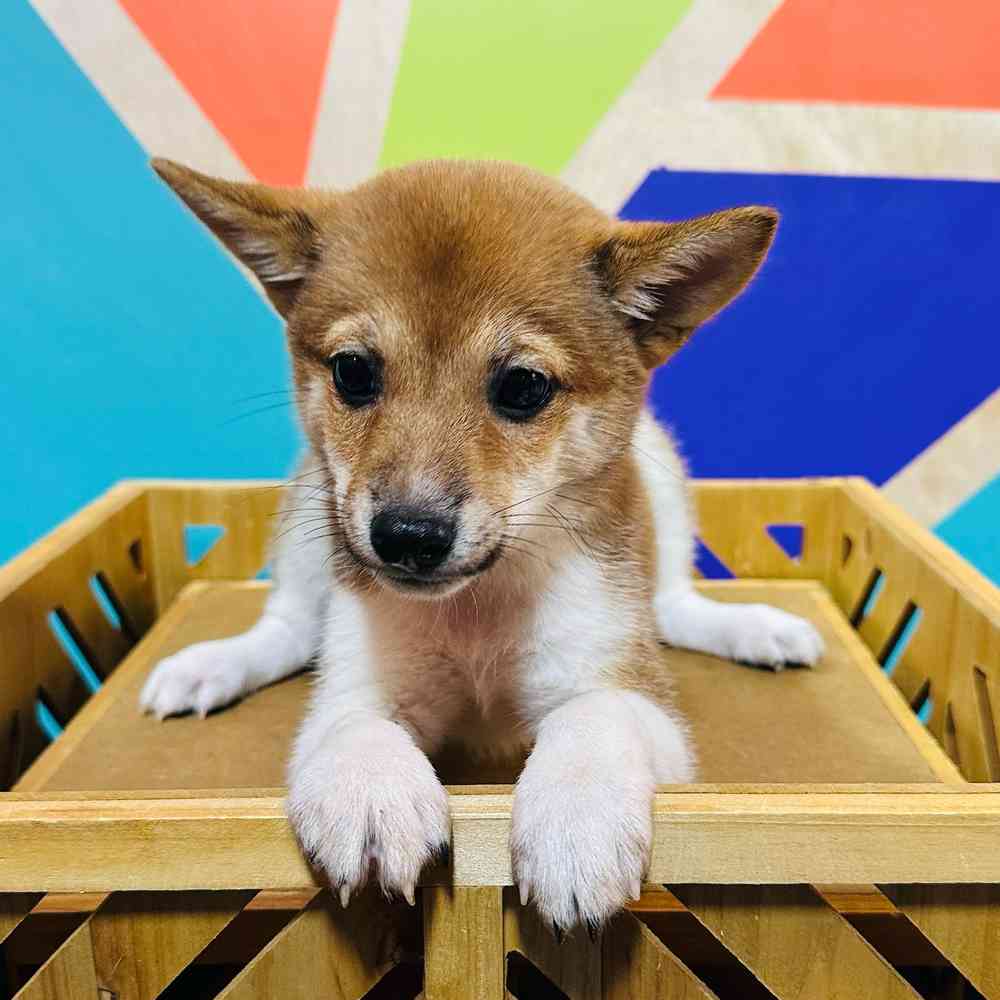 carousel pet images