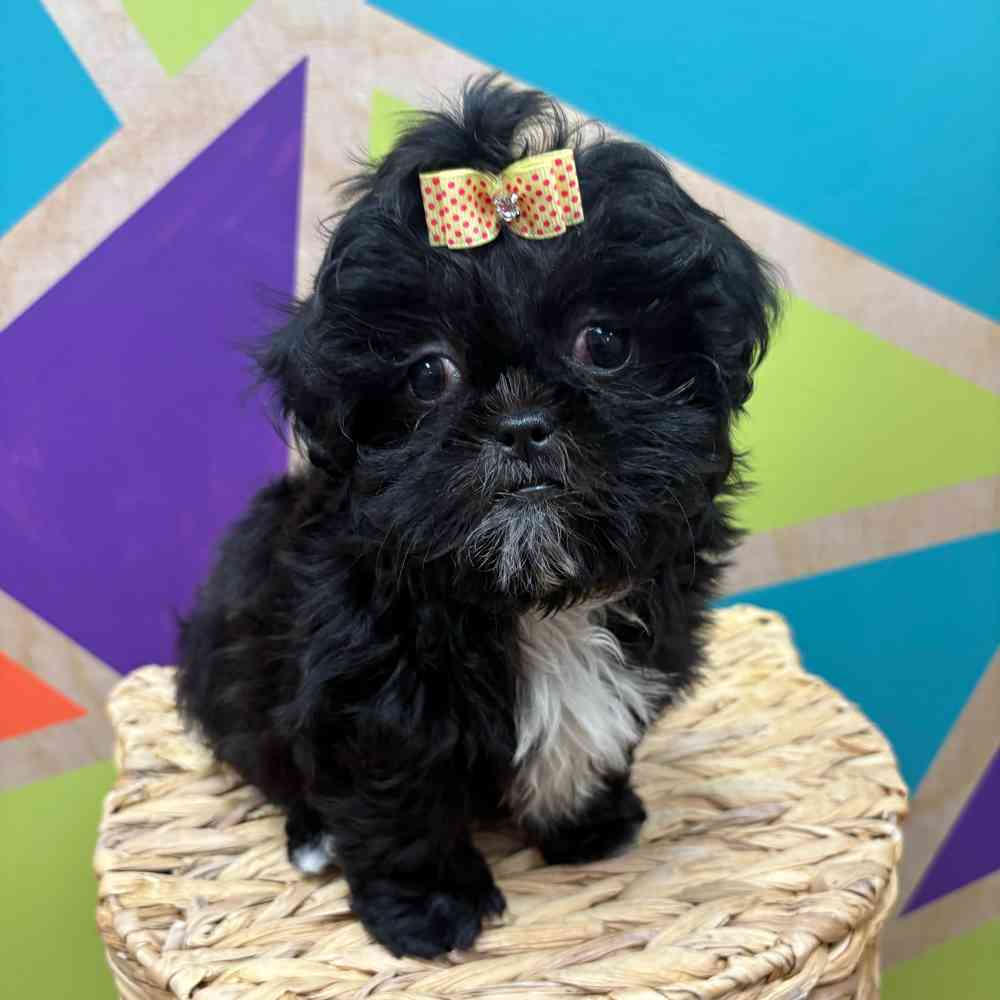 carousel pet images