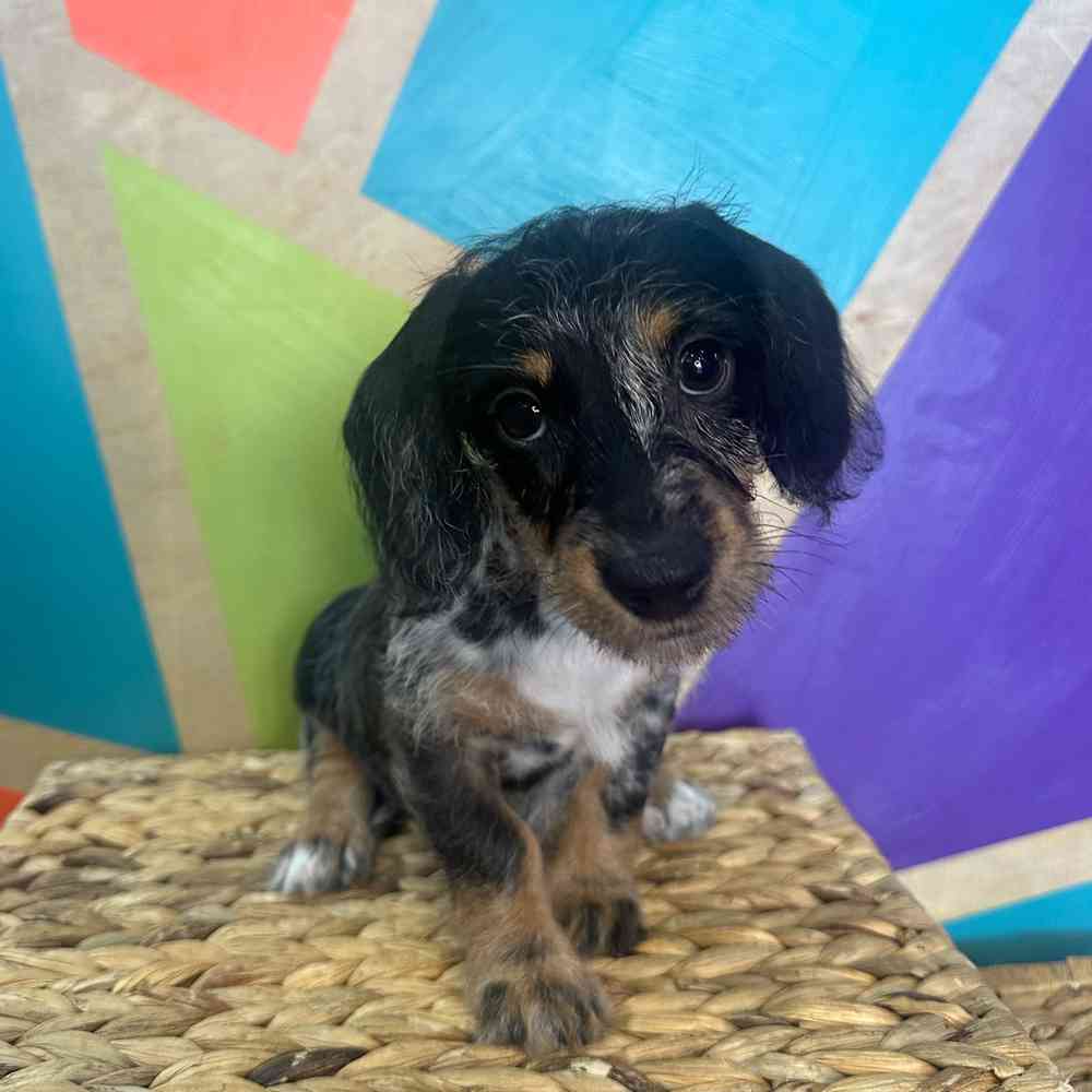 pet breed image