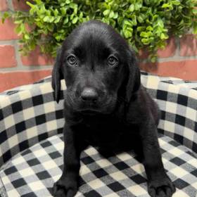 Labrador Retriever