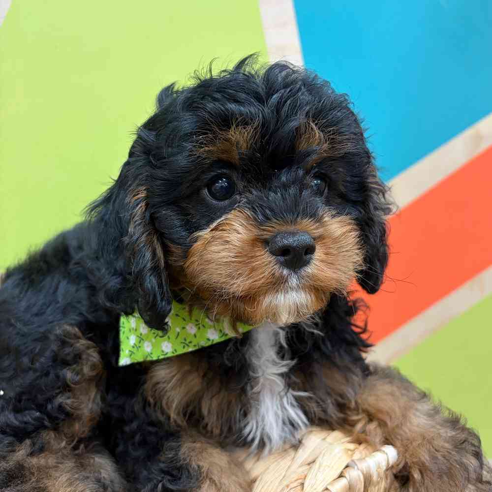 carousel pet images