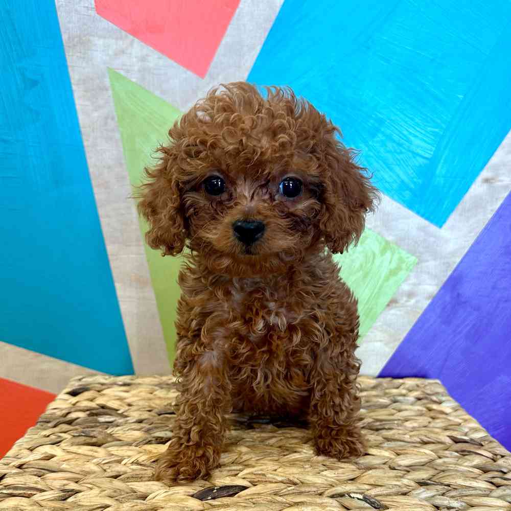 carousel pet images