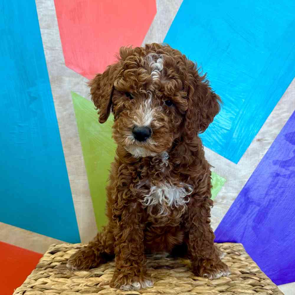 carousel pet images
