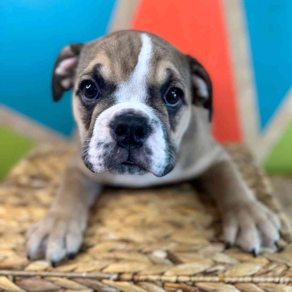Image of a pet breed in the gallery