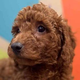 Mini Goldendoodle