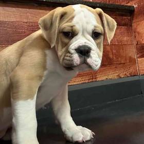 Victorian Bulldog