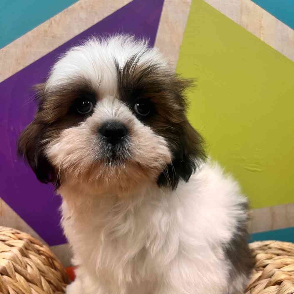 pet breed image