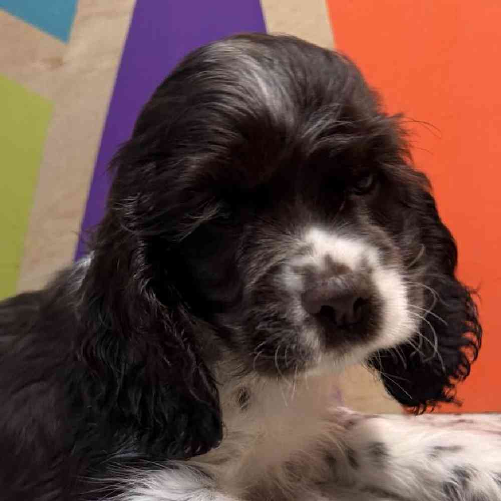 carousel pet images