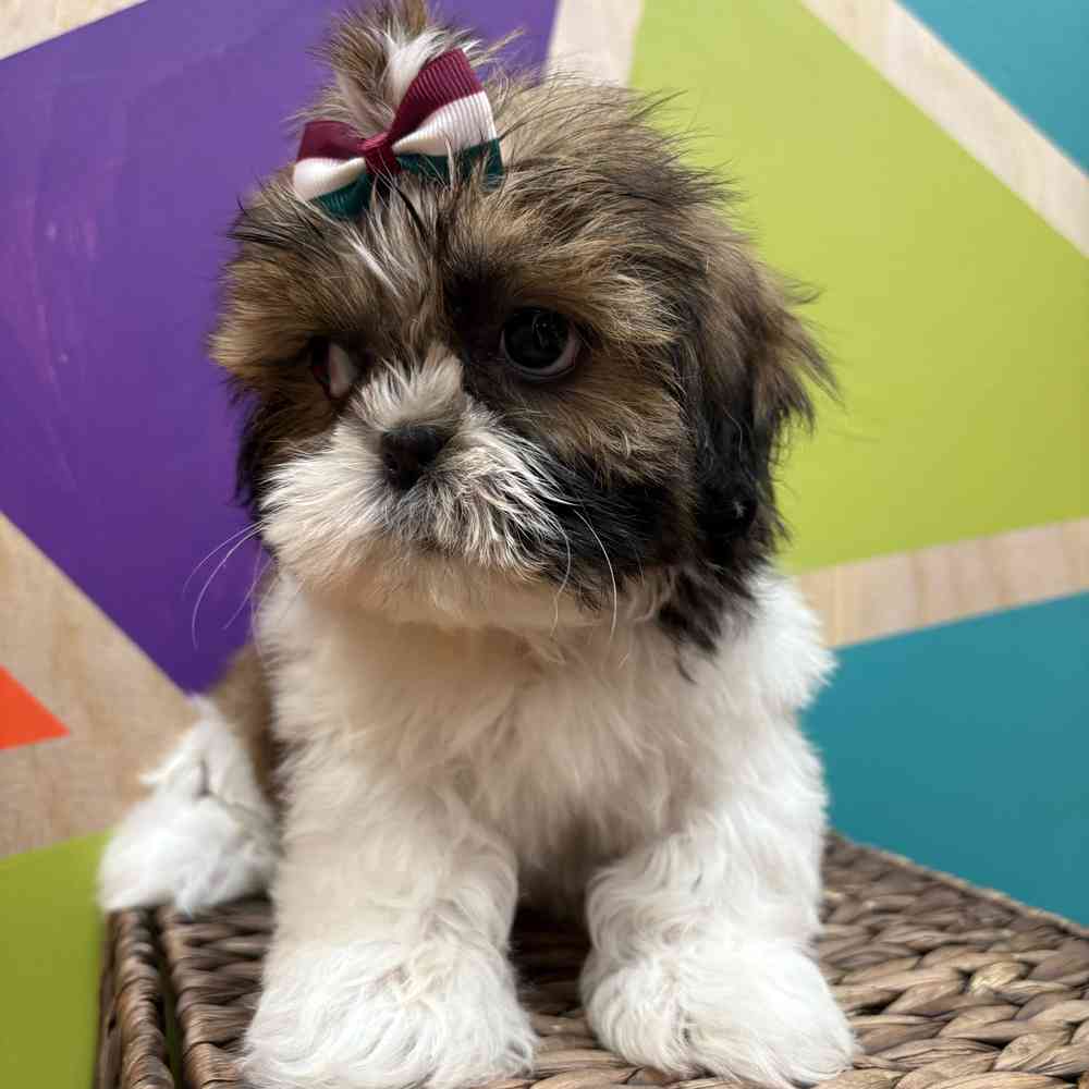 carousel pet images