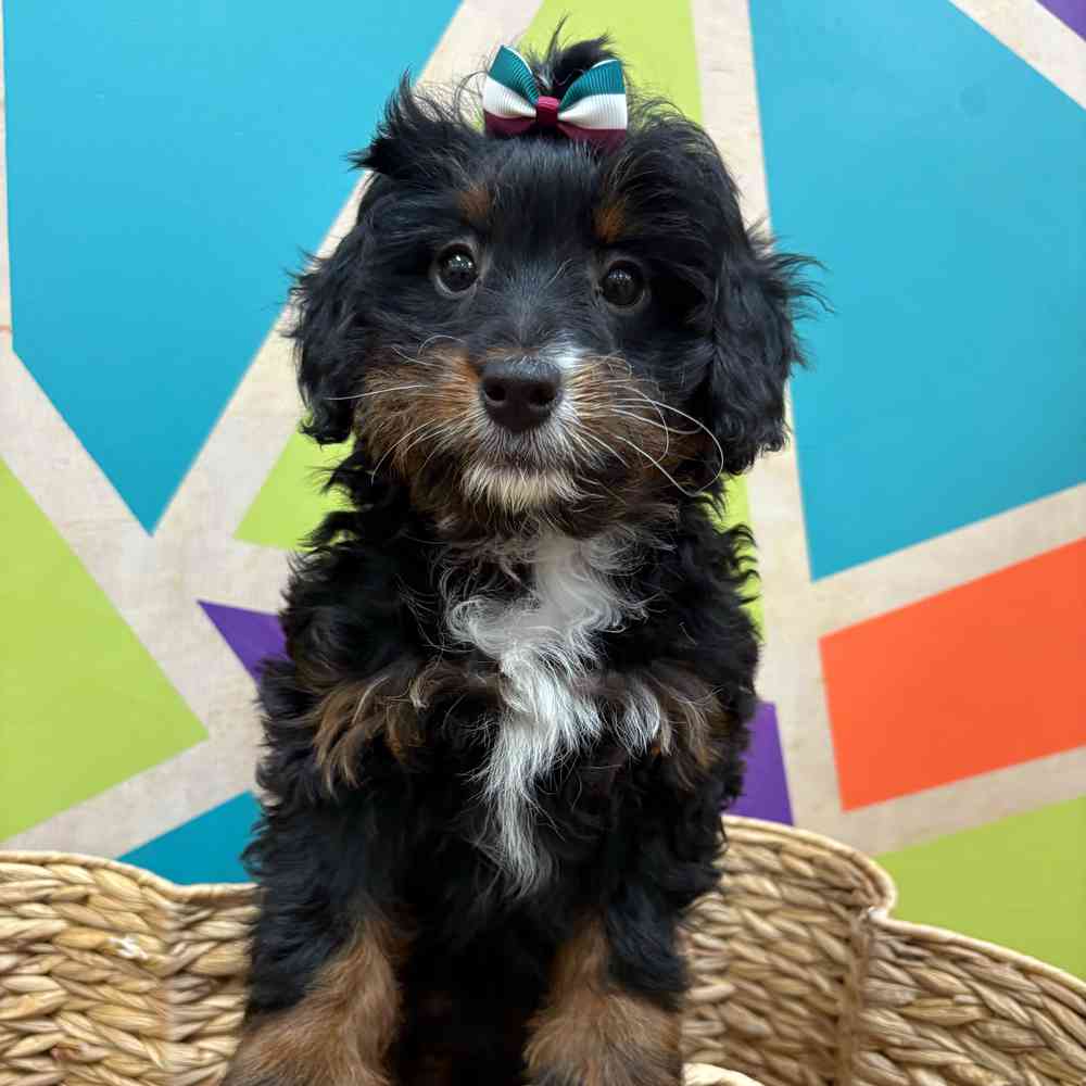 carousel pet images